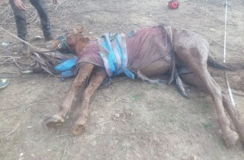 Un cheval gît au sol, couvert d'une couverture, après une chute à cheval mortelle. Des cordes et des équipements sont autour de lui.
