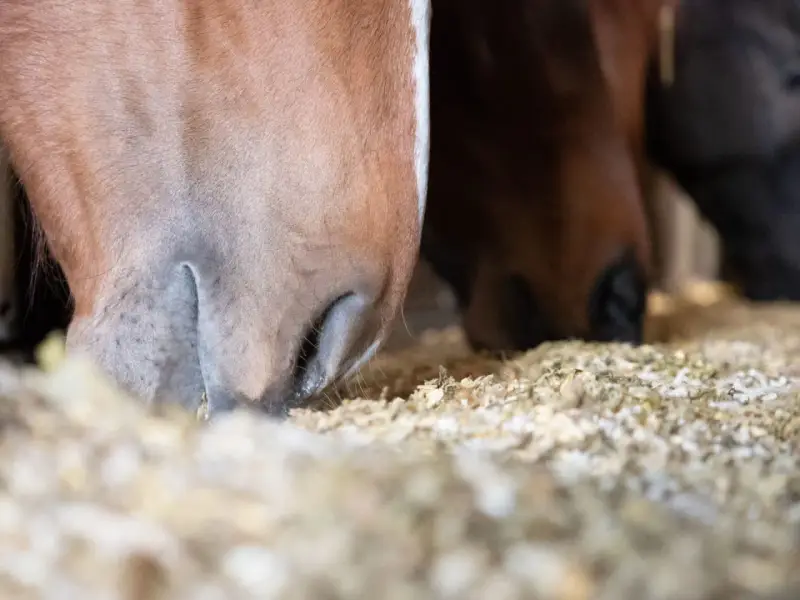 Gros plan sur des chevaux mangeant dans une mangeoire remplie de granulés. On voit leurs museaux et leurs lèvres s'enfoncer dans la nourriture, illustrant que mange un cheval.