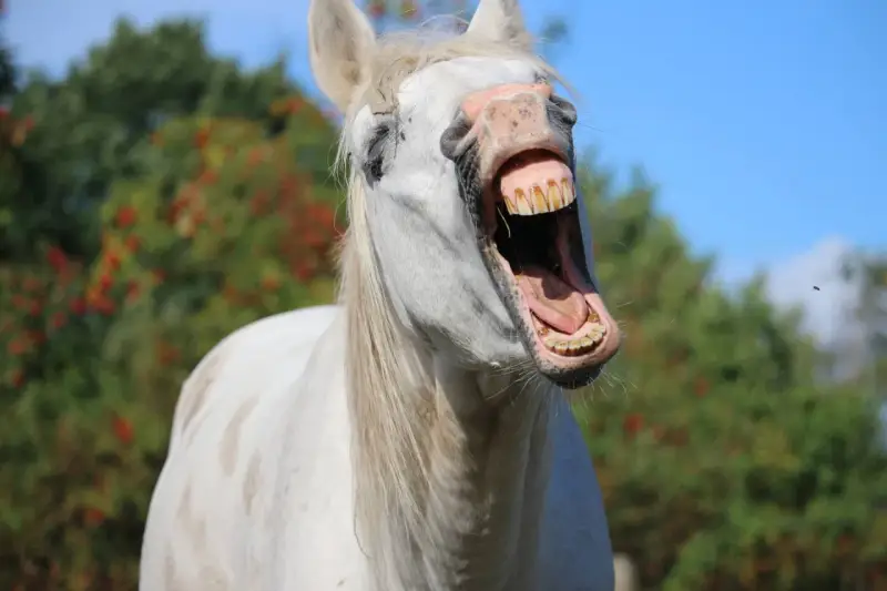 Un cheval blanc qui baille, montrant ses dents jaunies. Un insecte vole près de sa tête.