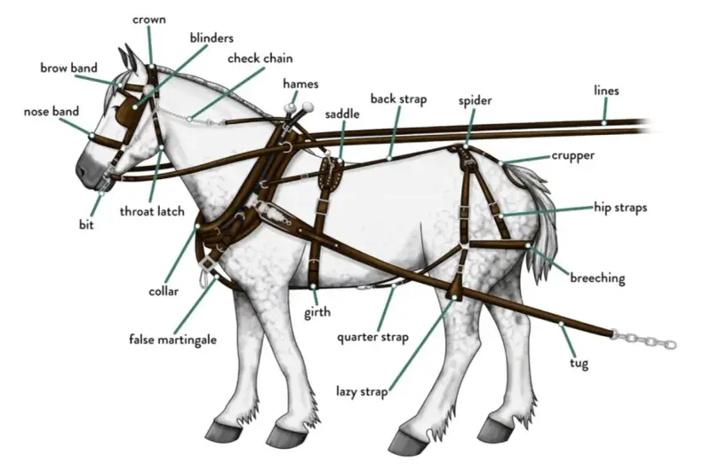 Illustration détaillée d'un cheval harnaché, montrant les différents types d'attelage chevaux : collier, sellette, bride, etc.
