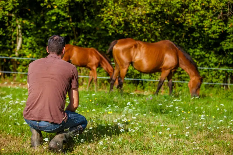 Un homme accroupi observe deux chevaux au pré. Un ethologue étudie le comportement animal.