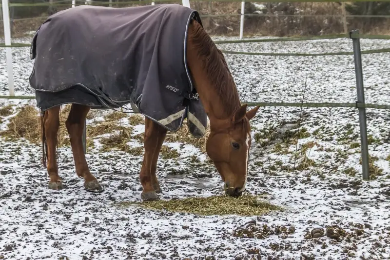 Un cheval brun, couvert d'une couverture d'hiver, mange du foin dans un champ enneigé.