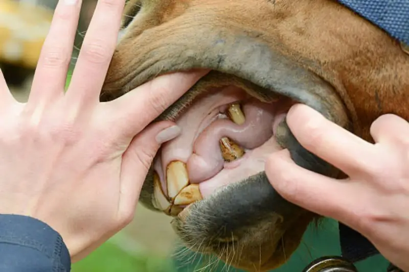 Examen de la bouche cheval : dents jaunies et gencives roses. Mains écartant les lèvres pour une inspection.